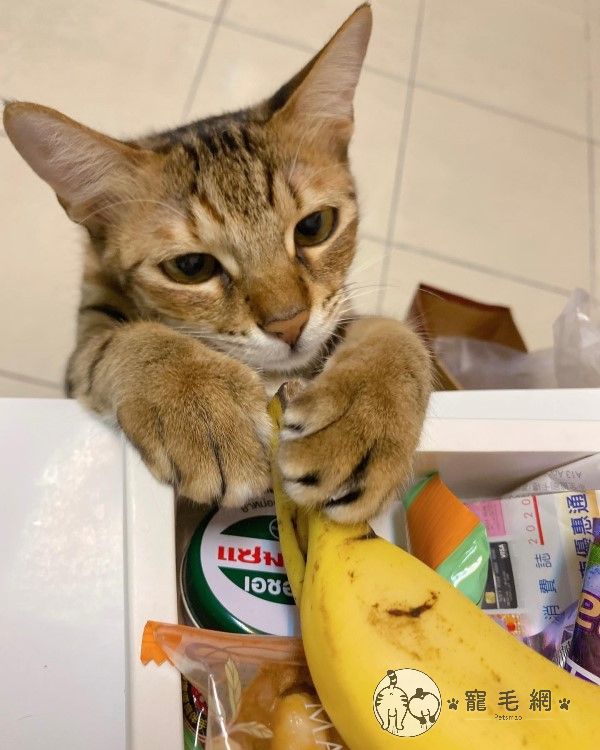 ▲是隻小吃貨，正在試圖偷香蕉！（圖／Facebook＠