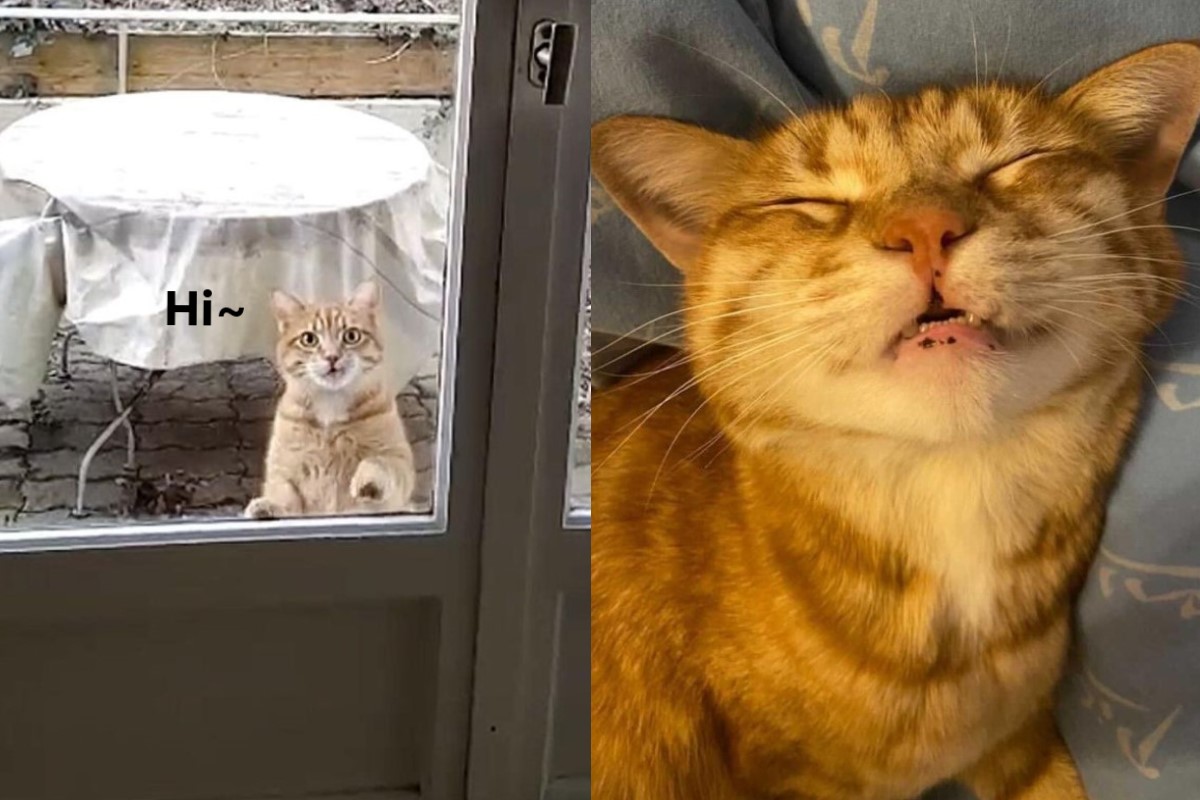 ▲一隻橘貓跑到女子家要求進屋，當自家一樣遊走爽睡！（圖／Tik Tok ＠bisousmorgan）