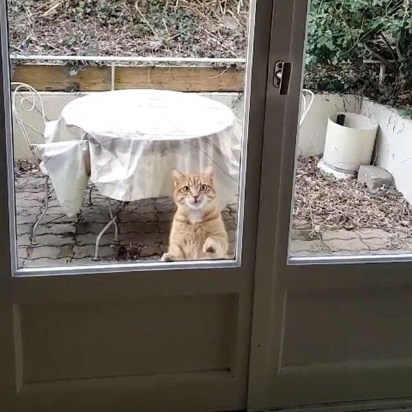 ▲日前一隻橘貓跑到摩根家敲門要求進屋。（圖／Tik
