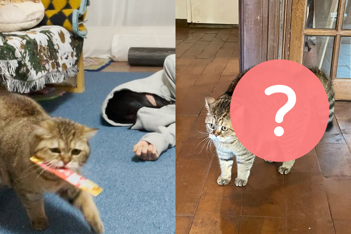 ▲貓咪「難得嚴肅」拱背盯獵物，奴才卻說牠像貓巴士！（圖／Instagram＠ morae_2020）