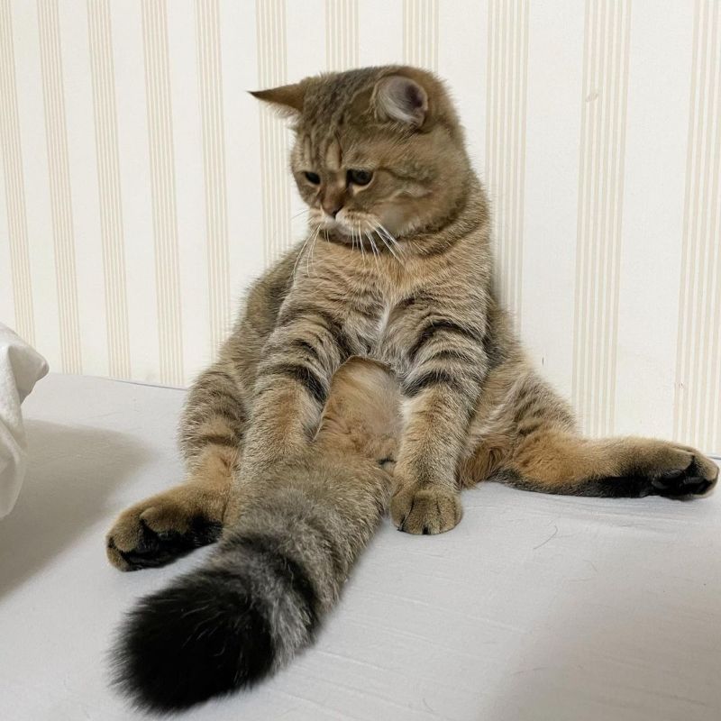 ▲是一隻身形圓胖的貓貓，牠的尾巴實在好大啊！（圖／Instagram＠