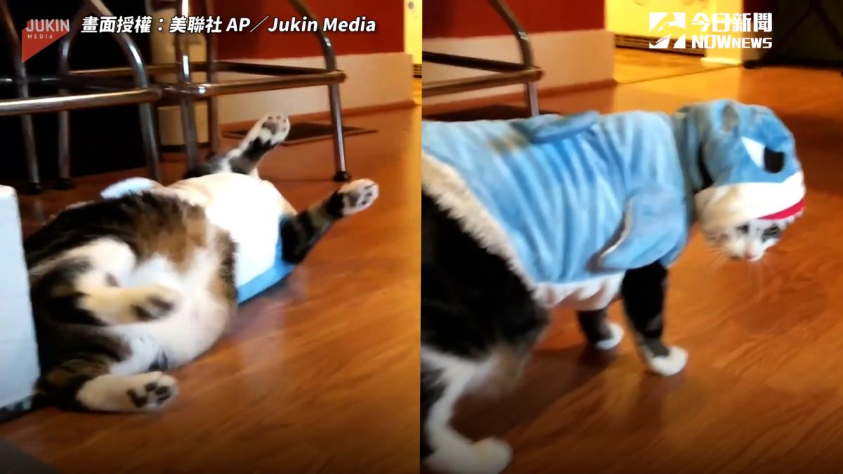▲ 喵主子被奴才強迫當「間諜鯊魚」，氣到90度倒地。（圖／美聯社 AP／Jukin Media）
