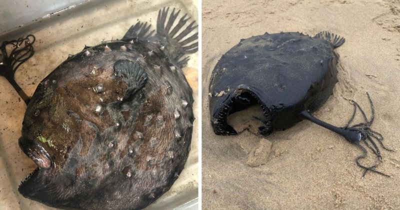 ▲這隻黑色怪魚在美國水晶海灘州立公園(Crystal Cove State Park)被人發現。(圖/截取自@DaveysLocker400推特)