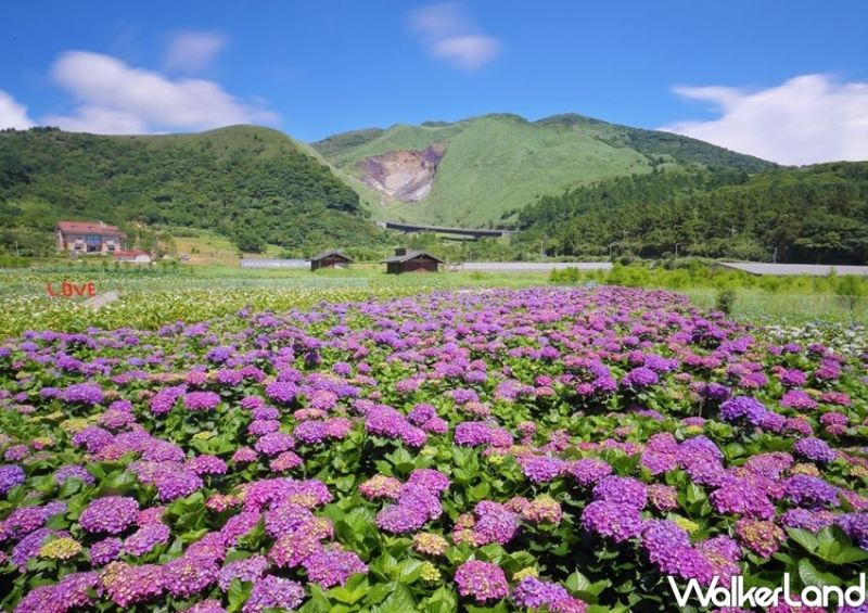 ▲竹子湖周邊的繡球花海園區有「花與樹、財福繡球花田、大梯田繡球花田」。(圖/Taipei