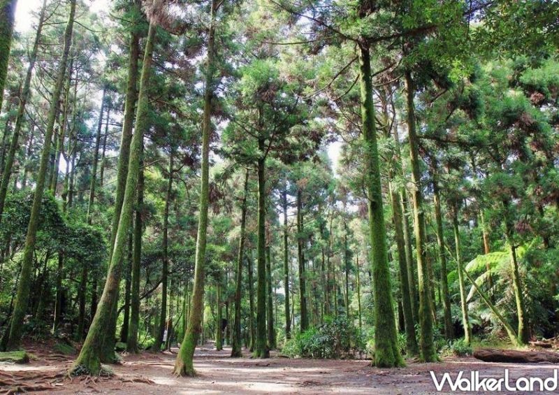 ▲▲周邊除了有滿開的繡球花海之外，也不能錯過老少咸宜的「水車寮步道」、最夯婚紗拍攝地「小溪頭黑森林」、人文歷史兼具「蓬萊米原種田故事館」等放空景點。(圖/Taipei