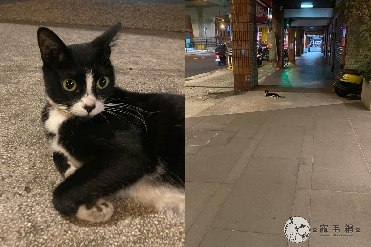 ▲在路邊遇到躺在地上的貓咪，女子決定來測試她可以靠多近！（圖／粉絲專頁＠KytungRita授權提供）