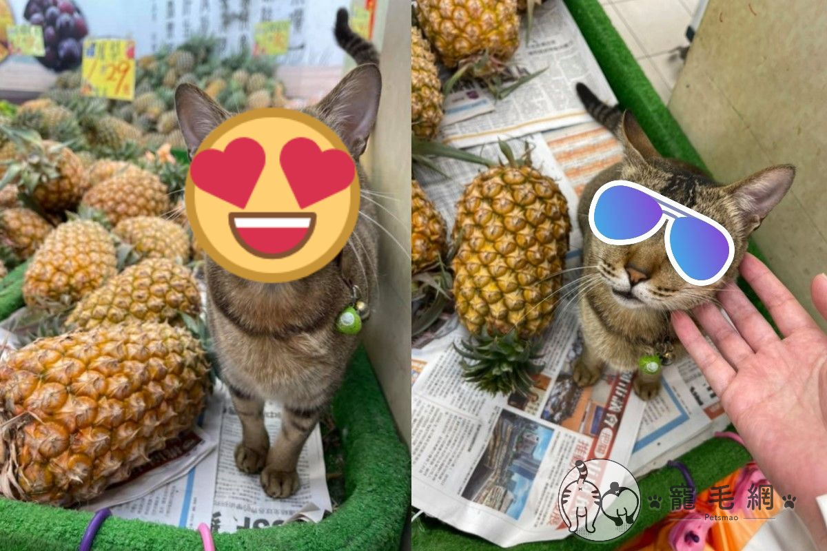 ▲網友到水果店時遇到貓咪老闆認真叫賣！（圖／粉專貓貓屁孩無極限授權提供）