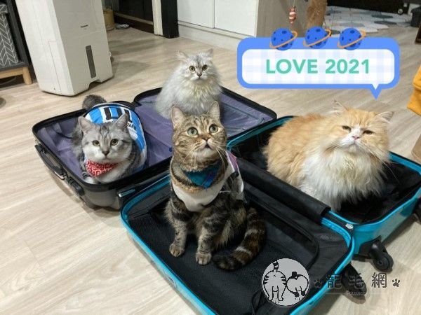▲網友CEO自己也領養了四隻貓咪，經常在粉專分享愛貓的日常生活。（圖／粉專貓貓屁孩無極限授權提供）