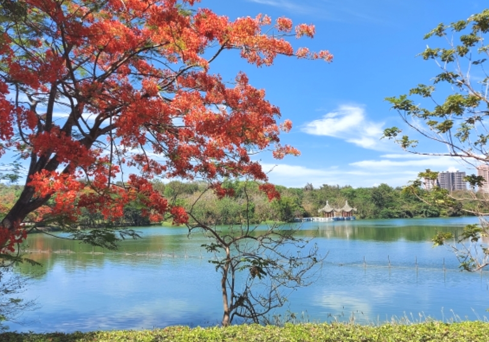 ▲澄清湖風景區目前鳳凰花盛開，是高雄最美的景點。(圖／記者黃守作攝，2021.05.17)
