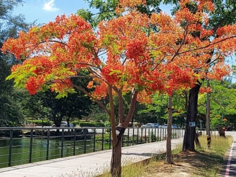 ▲澄清湖風景區目前鳳凰花盛開，是高雄最美的景點。(圖／記者黃守作攝，2021.05.17)