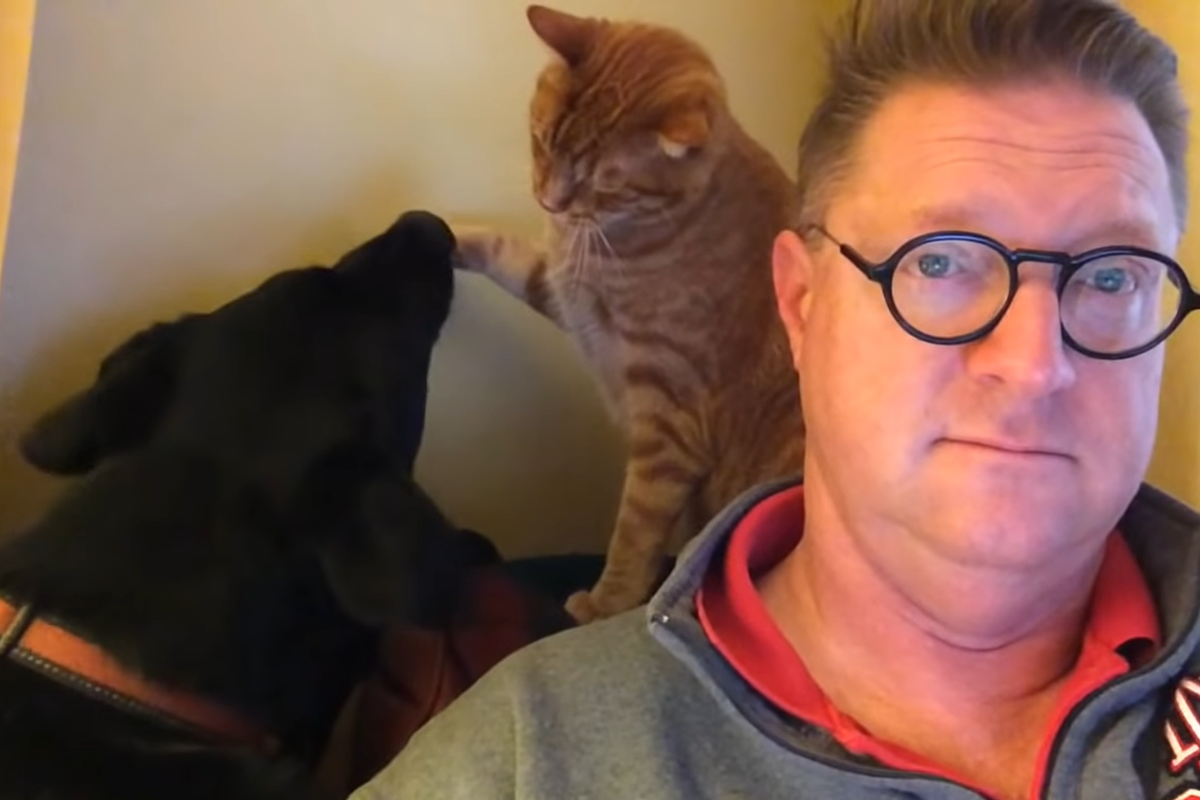 ▲主人原本好端端在看新聞，一旁卻上演「貓狗之戰」，他無端被捲入這場紛爭。（影／美聯社 AP+Jukin Media授權）