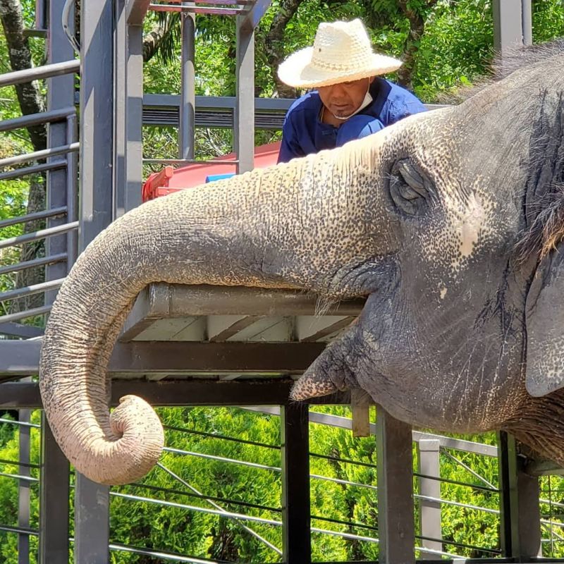 日本千葉縣動物園大象2猝死4生病　疑食物中毒
