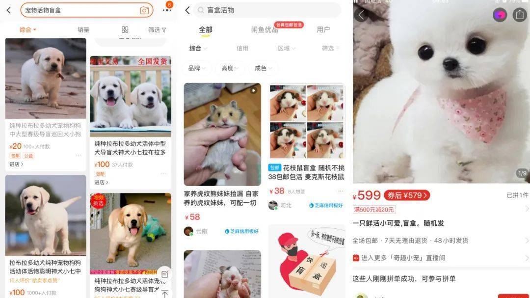 ▲中國網購平台上有許多寵物盲盒商品，內容物包括貓狗、倉鼠、大白鼠（花枝鼠）等。（圖／翻攝自中國網購平台）