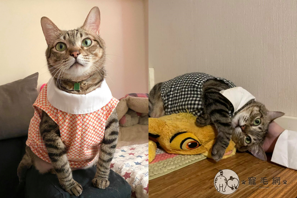 ▲貓咪四隻腳瘋狂踏獅子王玩偶，立體都快被踩成平面！（圖／網友Chunting Chang授權提供）