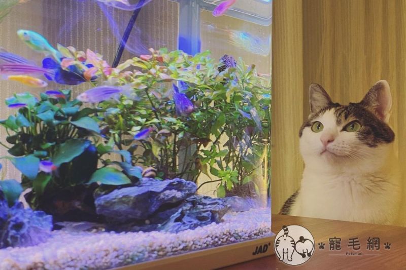 影／貓咪每天靜坐魚缸前2小時　網一看笑：在追劇？
