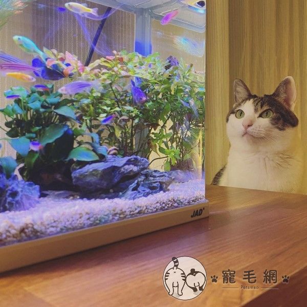影 貓咪每天靜坐魚缸前2小時網一看笑 在追劇 新奇 Nownews今日新聞 影 貓咪每天靜坐魚缸前2小時網一看笑 在追劇 新奇 Nownews今日新聞
