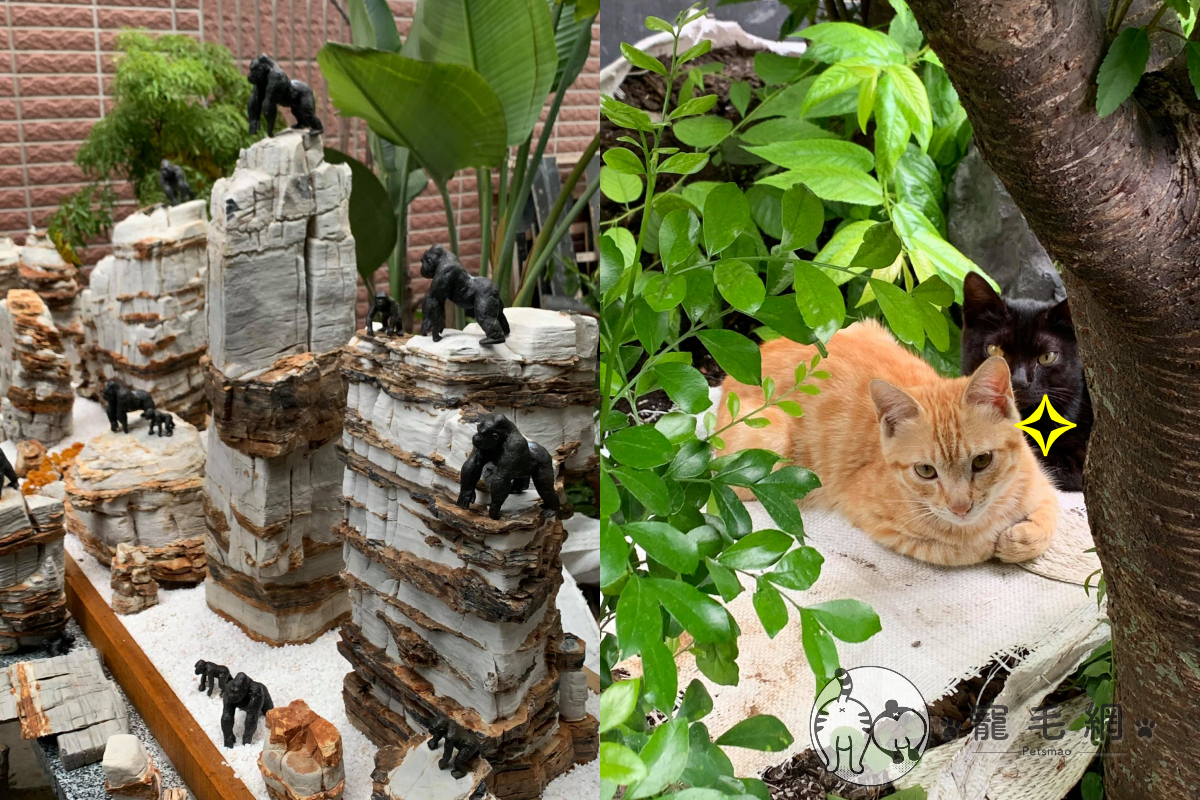 ▲男子照料的花園出現兩隻貓咪，裡頭的金剛擺飾全被掃落在地！（圖／Facebook＠ 陳英權）