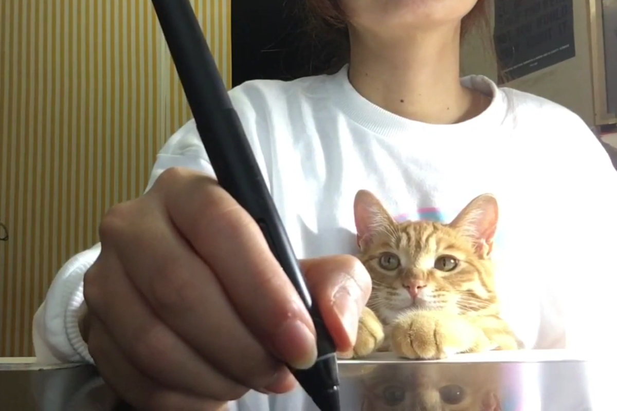 ▲日本一名女子在家繪圖工作，卻不斷受到橘貓的各種干擾。（影／美聯社 AP+Jukin Media授權）