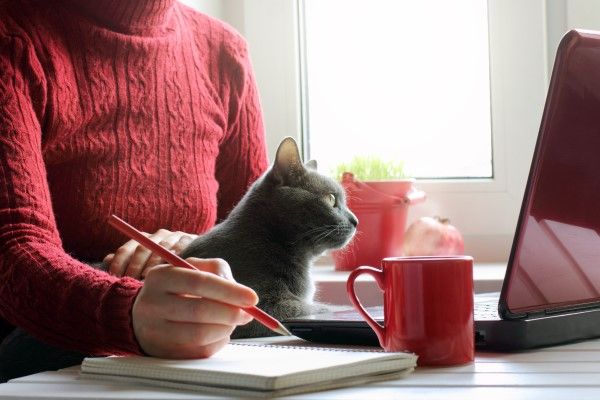 ▲在家辦公後,與毛孩的相處時間變得非常長。(圖/ShutterStock)