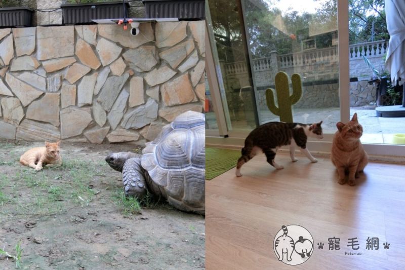 ▲一年前浪橘到院子躲雨遇見「大石頭」象龜，一年後牠帶小貓進屋入住！（圖／粉專漢堡。Hamburg授權提供）