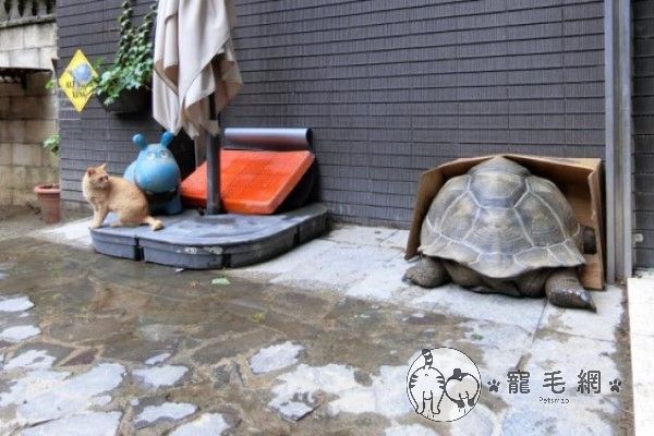 ▲一年前一隻浪橘到院子躲雨,驚見紙箱被象龜塞爆!(圖/粉專漢堡。Hamburg授權提供)