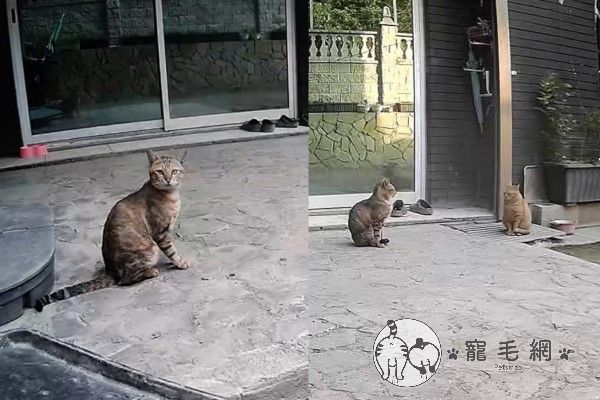 ▲炸蝦出現後,虎斑貓「草蝦」也開始出現在院子裡,牠雖然是炸蝦的朋友,但是非常怕人,總是看見人就匆匆躲開。(圖/粉專漢堡。Hamburg授權提供)