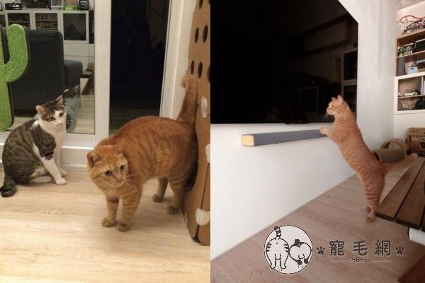 ▲炸蝦因為壽司的引導與陪伴,也漸漸開始願意走進屋內活動了呢!(圖/粉專漢堡。Hamburg授權提供)