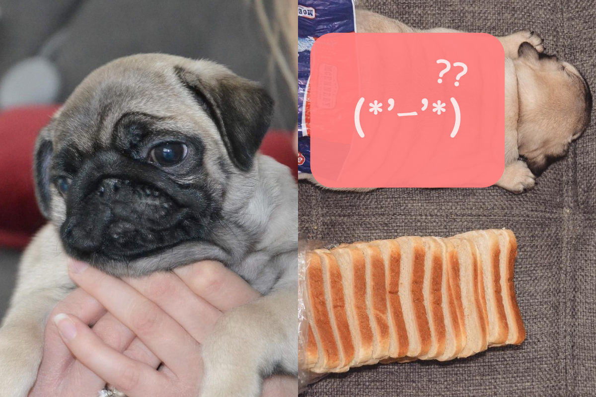 ▲狗狗的肥肉意外跟「吐司」撞臉！（圖／Instagram＠ thorpug1）