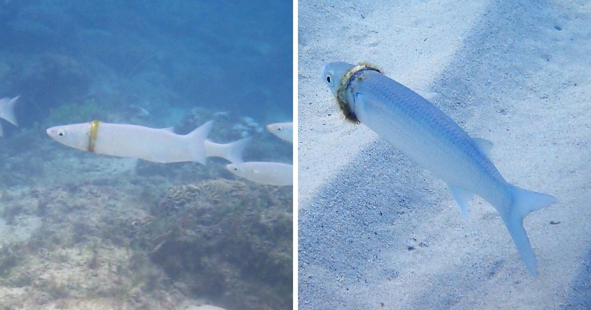 ▲一位潛水客成功的在五個月後於澳洲的海中找到一個要價約新台幣2萬1,848元的婚戒，而戒指竟是套在一條小魚身上。(圖/取自Pee-wee Herman臉書)
