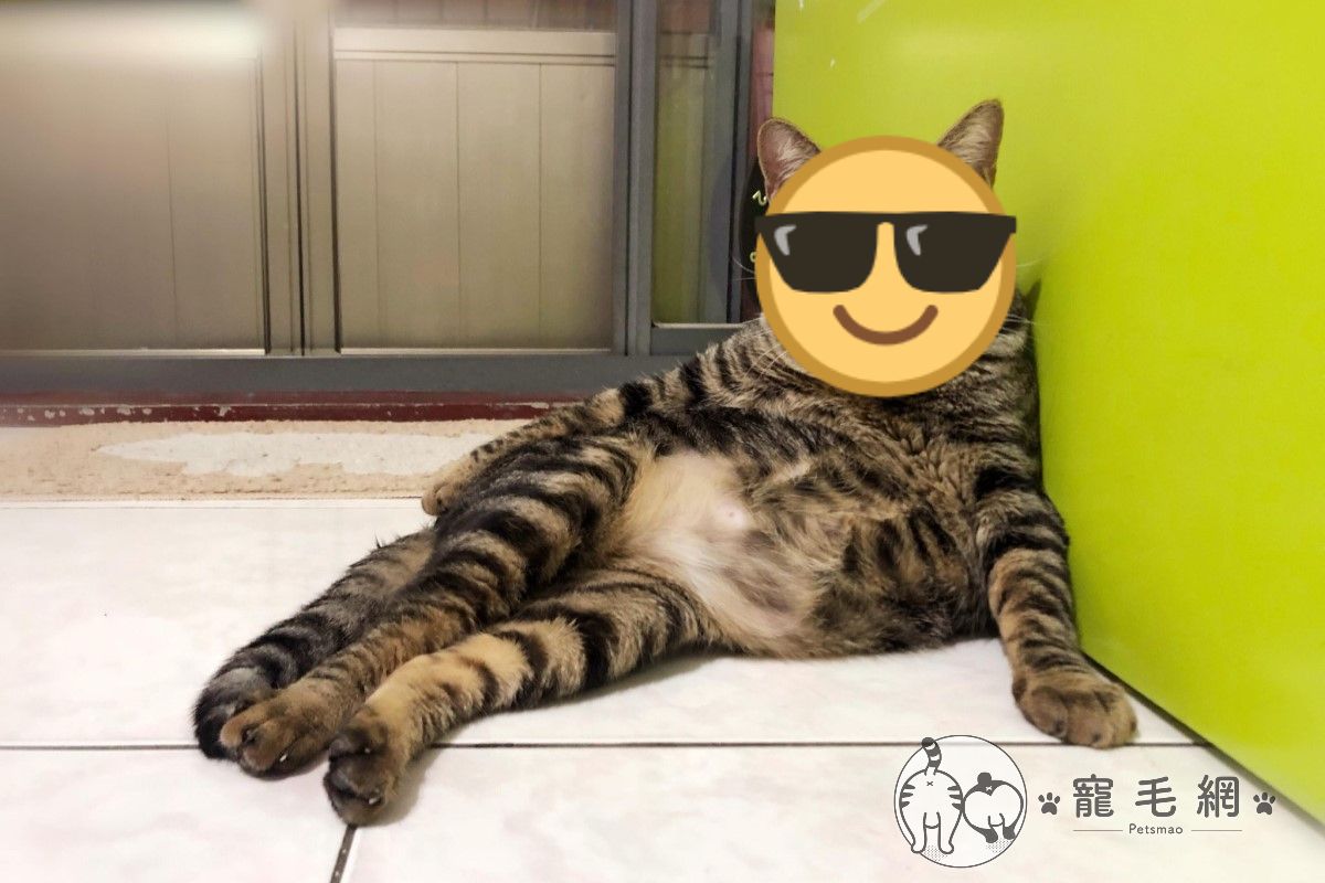 ▲王小姐分享兩年前虎斑貓「咪咪」自己跑上8樓「求包養」的故事。（圖／網友王麗璇授權提供）