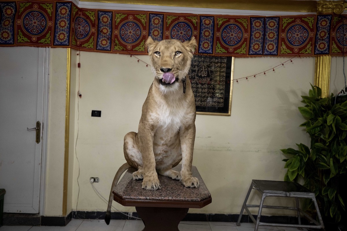 ▲俄羅斯馬戲團傳出母獅攻擊馴獸師意外。示意圖，非當事母獅。（圖／美聯社／達志影像）