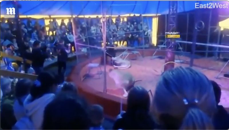 ▲馬戲團馴獸師在表演時遭到母獅攻擊，場外觀眾驚叫連連。（圖／翻攝自YouTube）