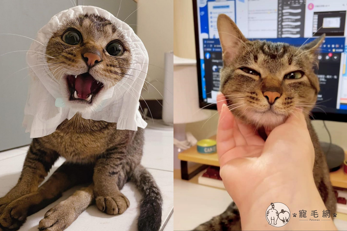 ▲開會到一半被提醒門外有怪聲，奴才秒懂是家裡貓咪在撒嬌！（圖／ Instagram@ maju__cat授權提供）