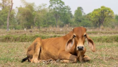 打疫苗送牛牛！泰國政府推奇招讓縣民瘋接種
