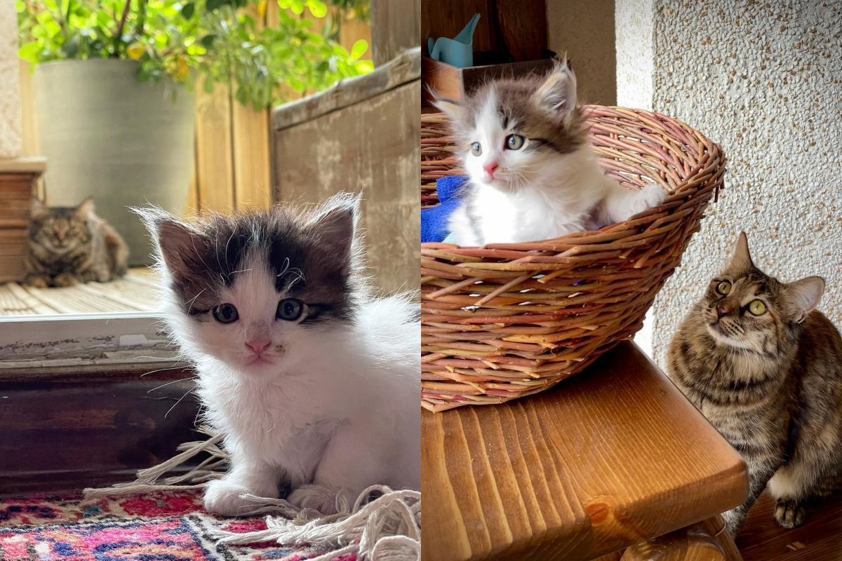 ▲虎斑貓非常想親近小貓，眼神一直看著移不開！（圖／Instagram＠ titakandbolur）