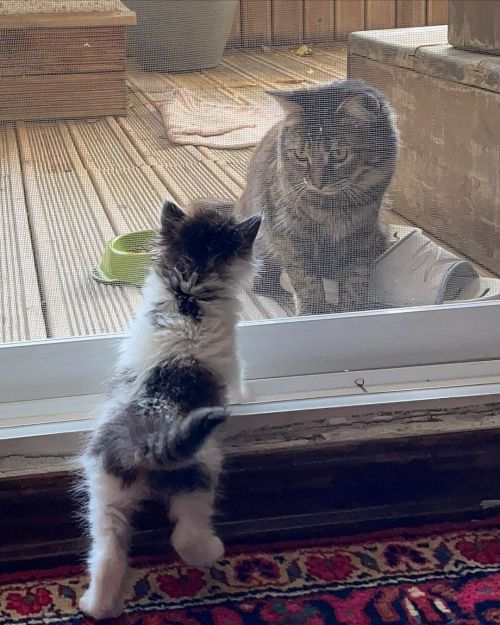 ▲兩隻貓隔著一道紗窗開始第一次的交流。（圖／Instagram＠