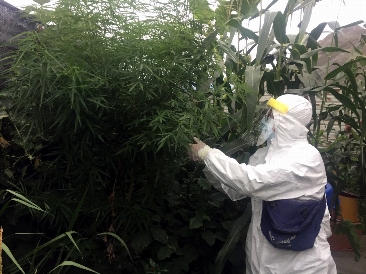 ▲屏東里港警分局、保七總隊第八大隊及屏東縣調查站，在鹽埔鄉某工寮查獲大麻。（圖／記者黃正忠翻攝, 2021.05.25）