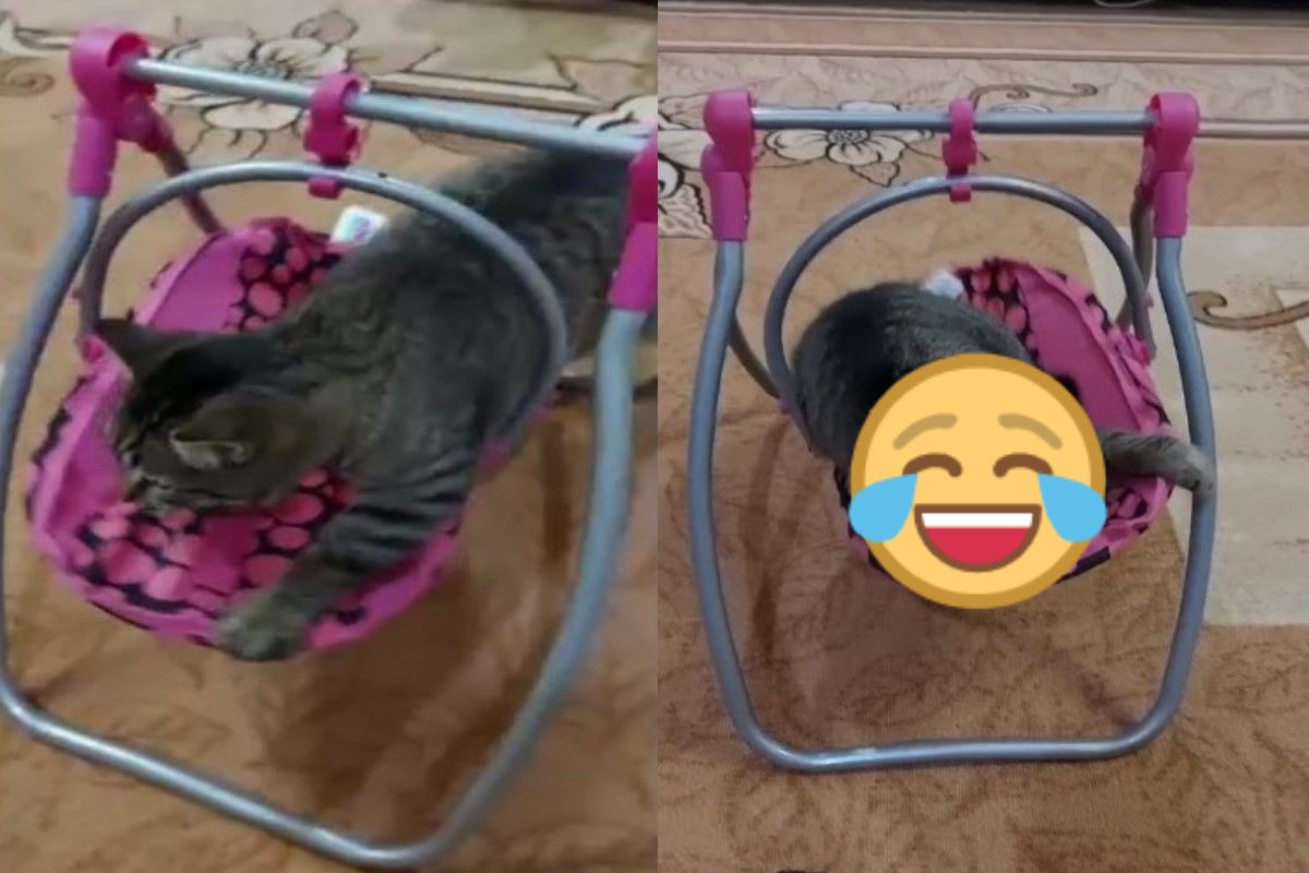 ▲俄羅斯一隻虎斑貓堅持爬上飼主新買的娃娃鞦韆。（圖／AP+SWNS）