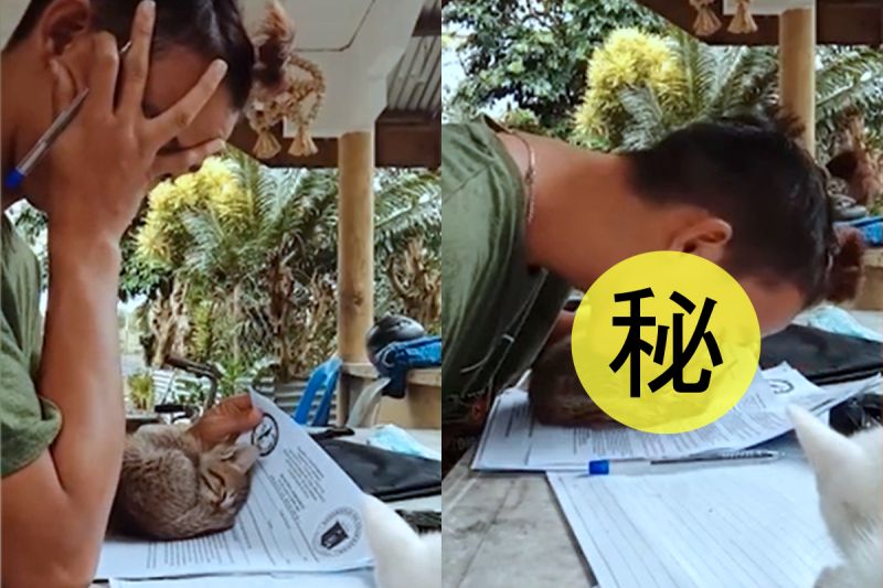 ▲菲律賓一名男子正打算開始寫作業，卻不料遭到小貓咪的亂入干擾。（影／美聯社 AP+Newsflare授權）