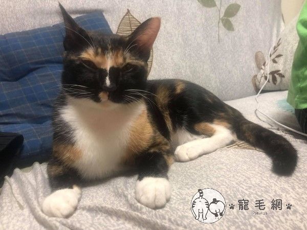 ▲「阿喜」是一隻長相特殊的三花貓，牠天生自備黑口罩、白領巾與白手套。（圖／網友陳書萍授權提供）