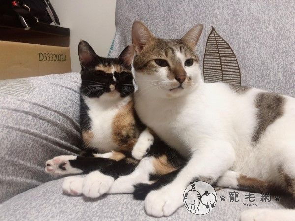 ▲阿喜與貓哥哥感情很好，雖然常常挑釁人家後又打輸。（圖／網友陳書萍授權提供）