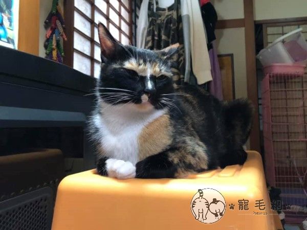 ▲阿喜：沒辦法，偶的黑口罩戴太高惹！（圖／網友陳書萍授權提供）
