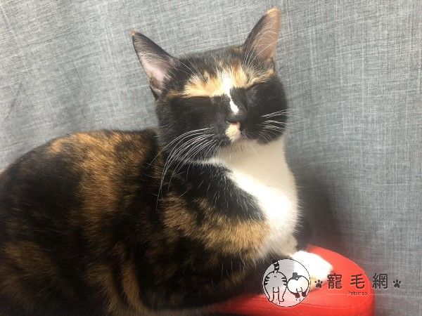 ▲阿喜：眼前的黑不是黑~（圖／網友陳書萍授權提供）