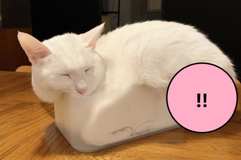 ▲白貓鑽進透明容器裡，但是網友一看全都笑翻了！（圖／twitter @Hi__MoriMori）