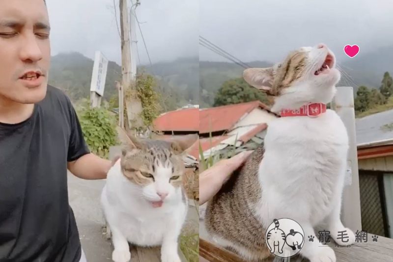影／到阿里山旅遊巧遇貓咪「仰頭和唱」　網笑：好療癒！
