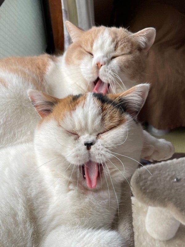 ▲「Tempura」（上）與「Anmitsu」是一對感情很好的貓咪，經常做什麼都會在一起。（圖／twitter@