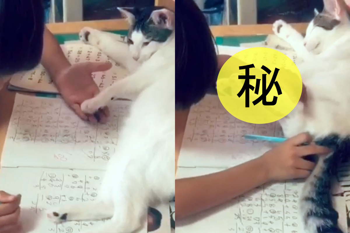 ▲小男孩埋頭寫作業，沒想到一隻貓躺在作業上呼呼大睡。（影／美聯社 AP+Jukin Media授權）