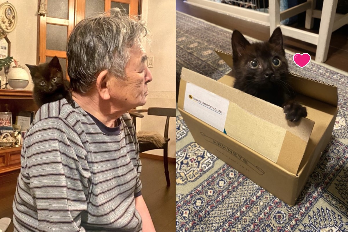 ▲山本先生日前在路上撿到一隻被烏鴉攻擊的小黑貓。（圖／twitter@ turi2018）