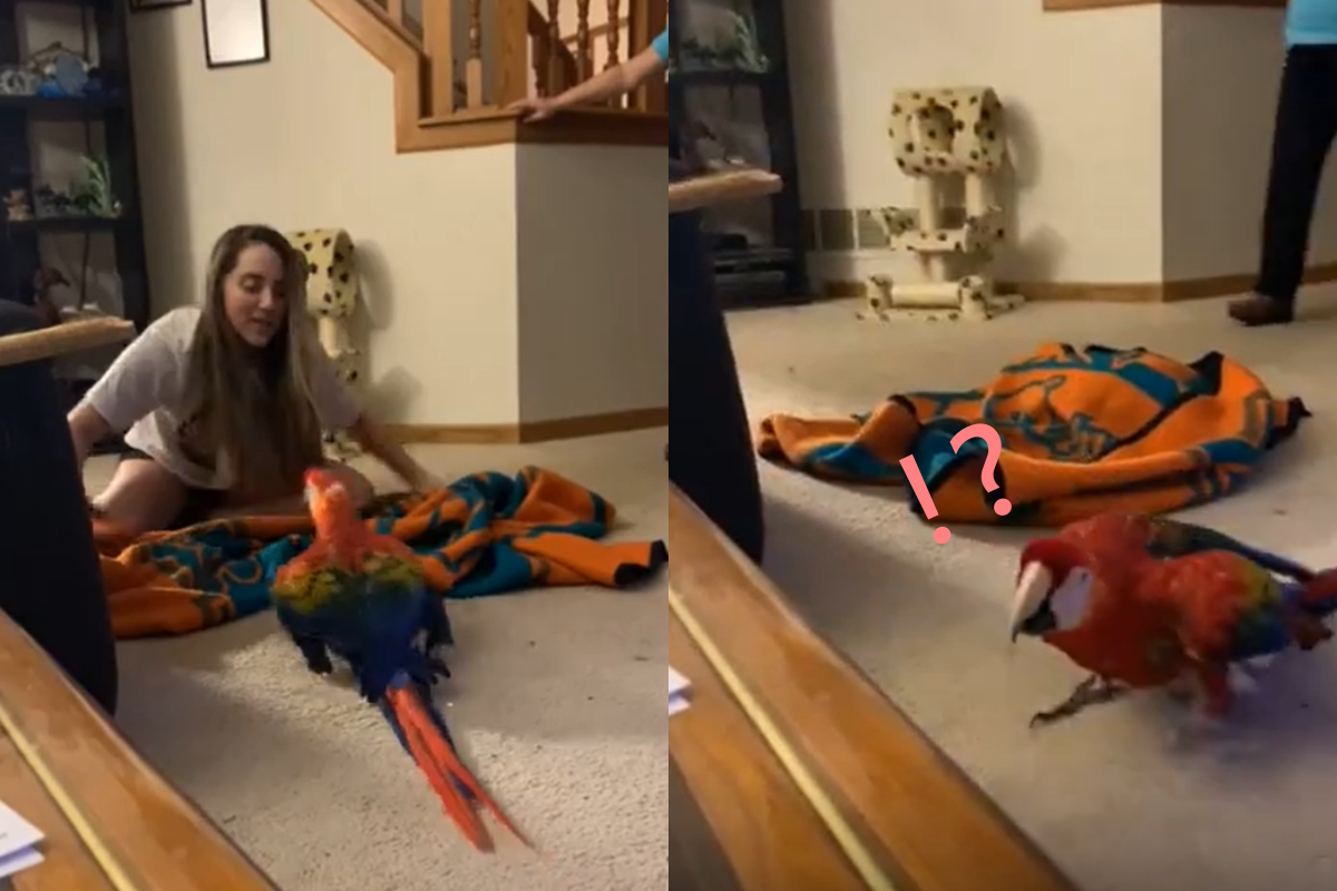 ▲遊戲玩一半主人突然從眼前失蹤，鸚鵡著急飆高音！（圖／Youtube@ ViralHog）