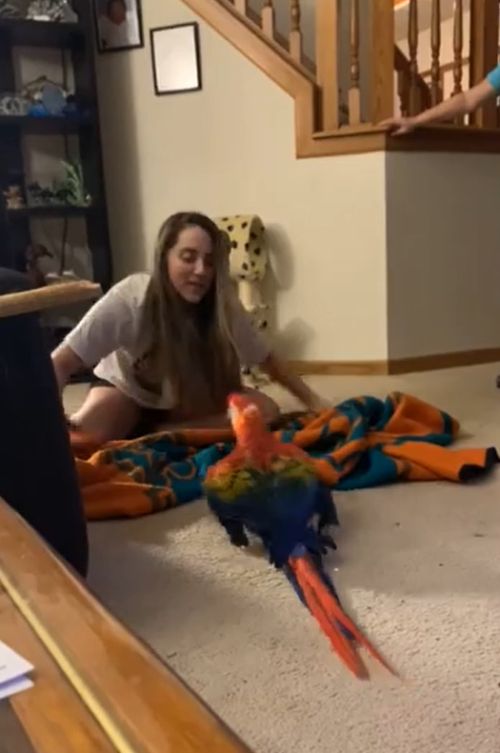 ▲主人拿著毯子與鸚鵡玩遊戲。（圖／Youtube@